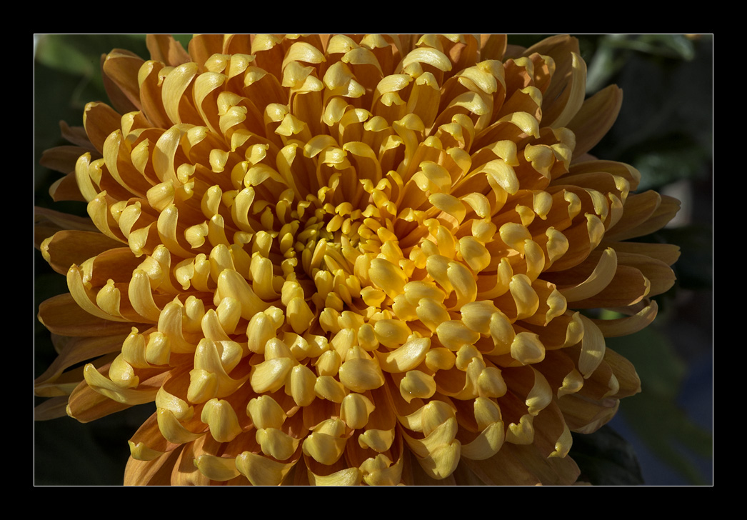 Oranje Chrysant