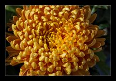 Oranje Chrysant