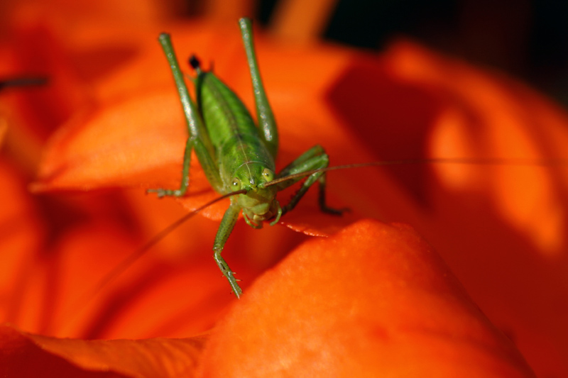 Oranje Eropameister ?