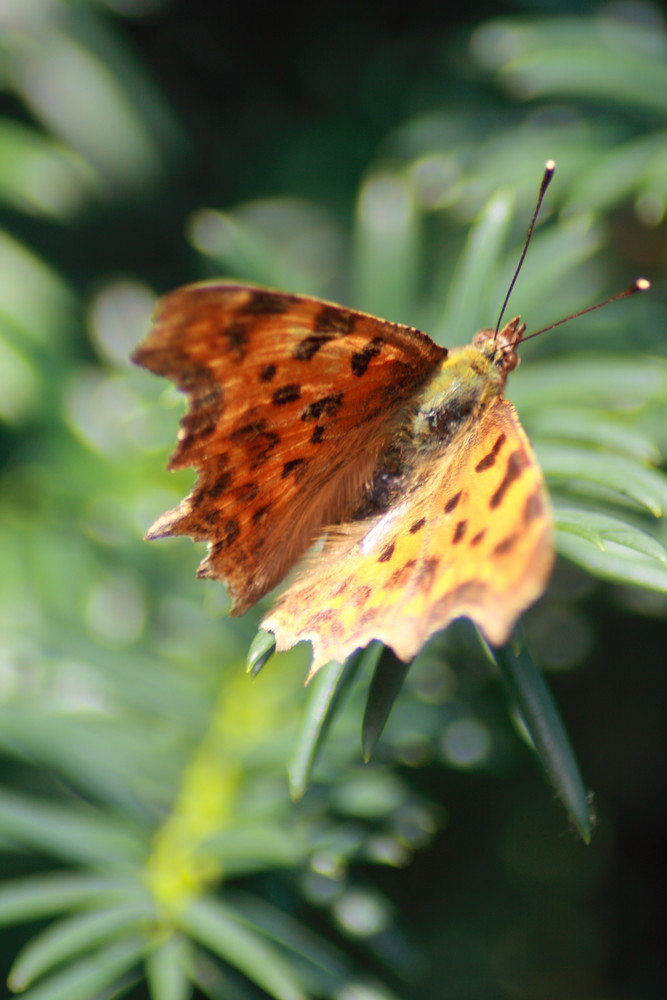 Oranje Flater