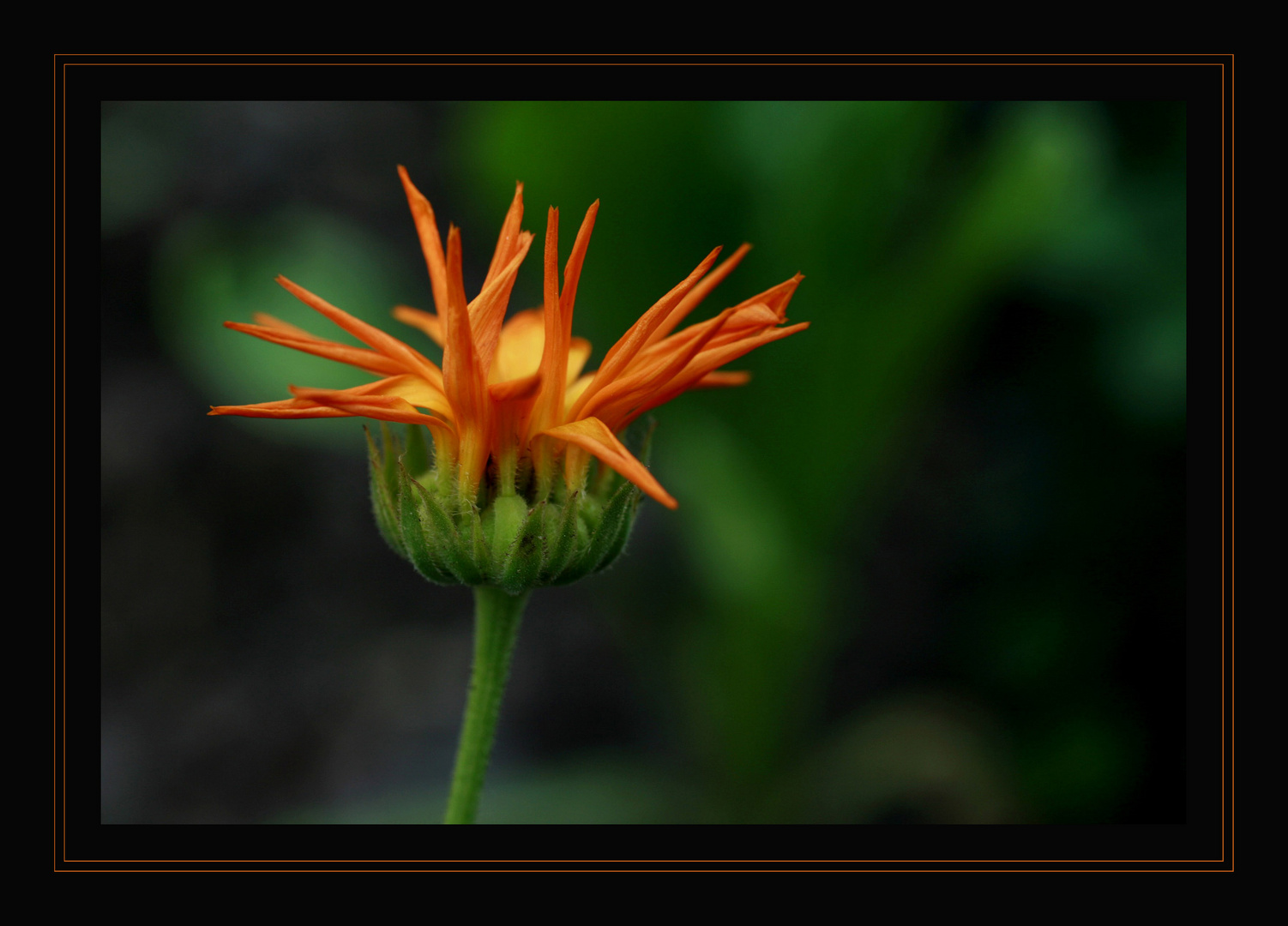 oranje, meine Lieblingsfarbe