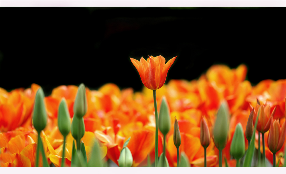 ORANJE...BLUMEN