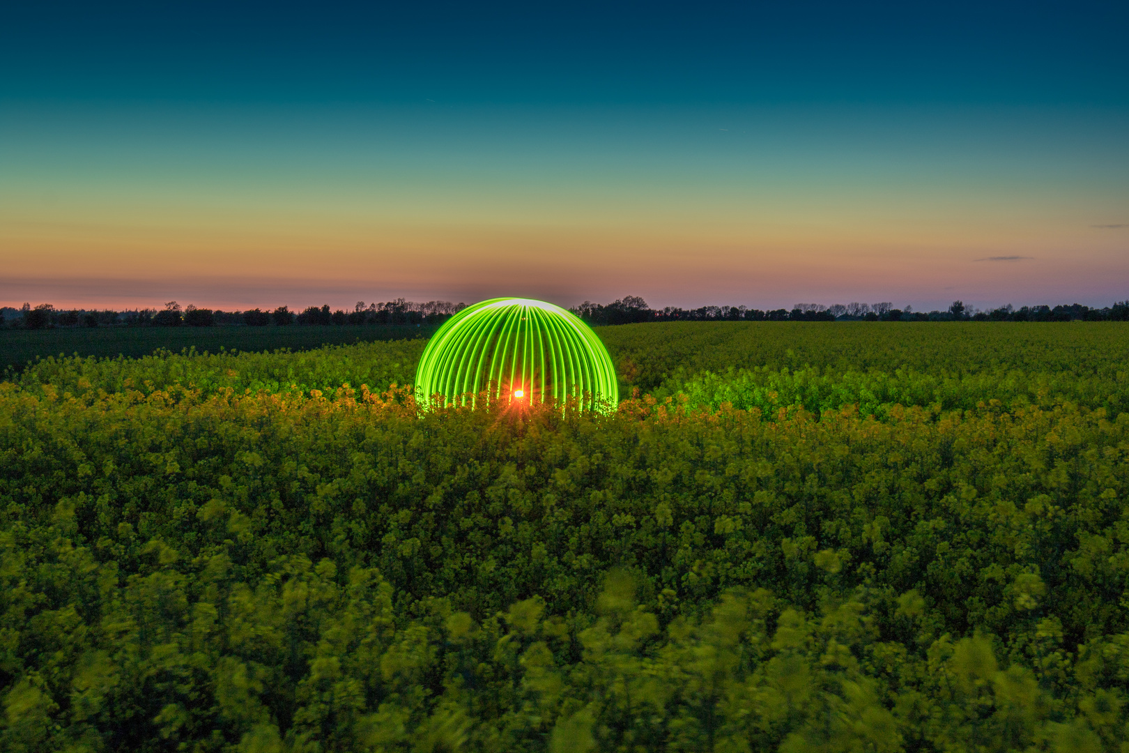 Orb im Rapsfeld