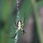 Orb Spider