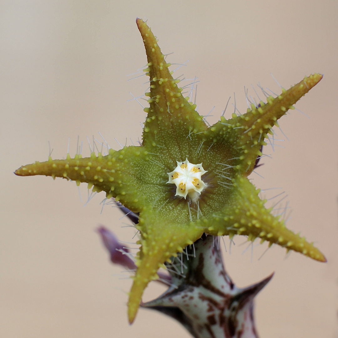 Orbea dummeri