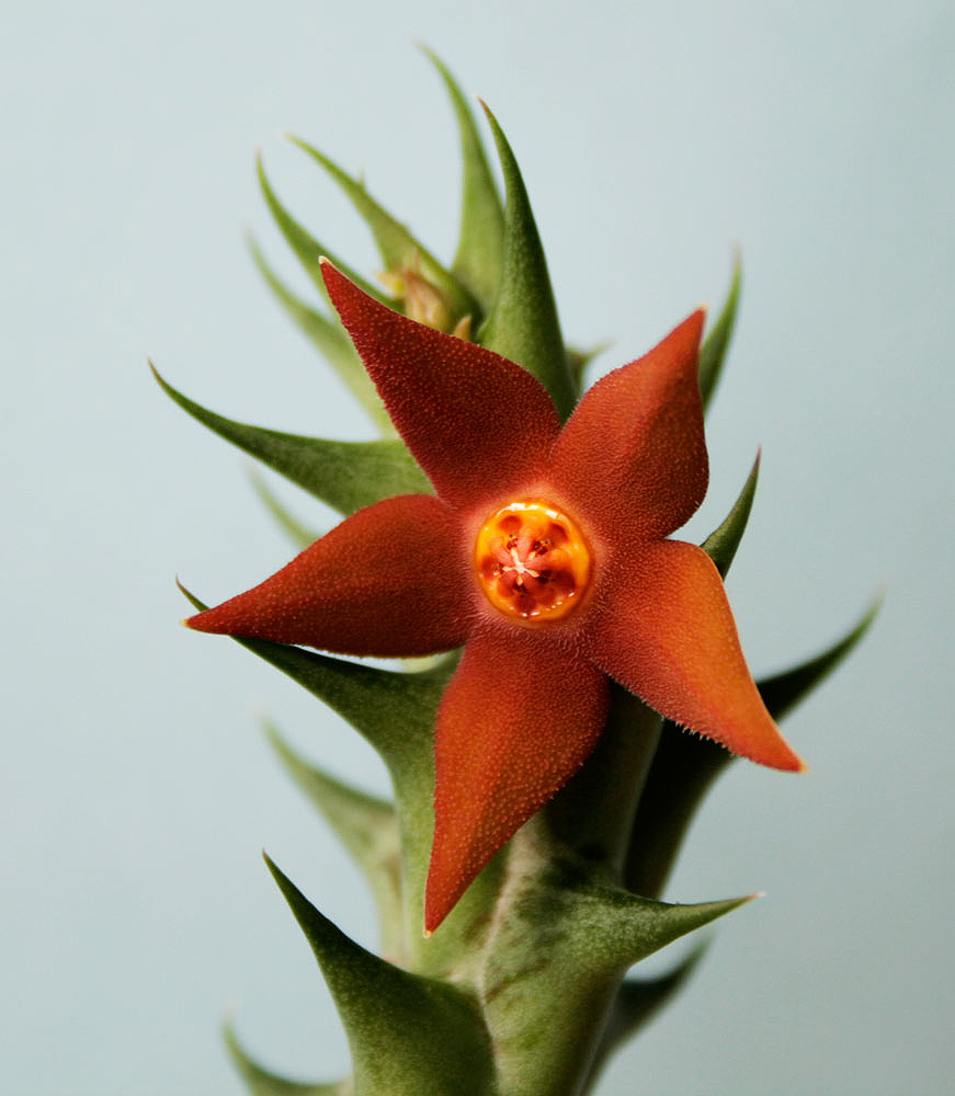 Orbea sprengeri ssp. sprengeri