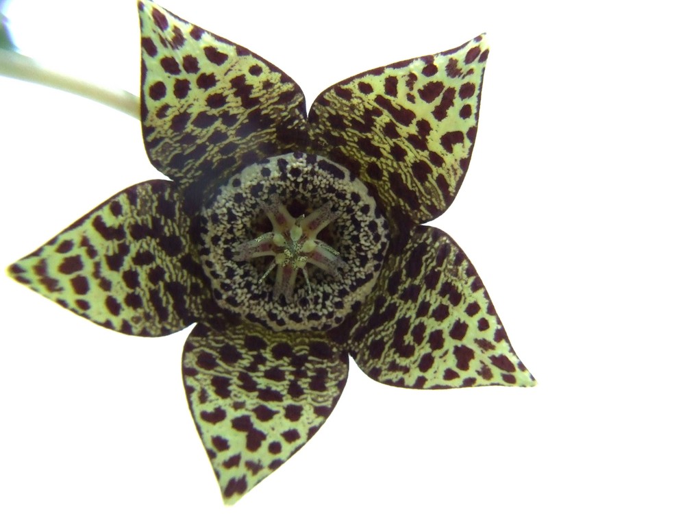 Orbea Variégata