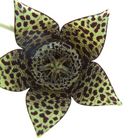 Orbea Variégata