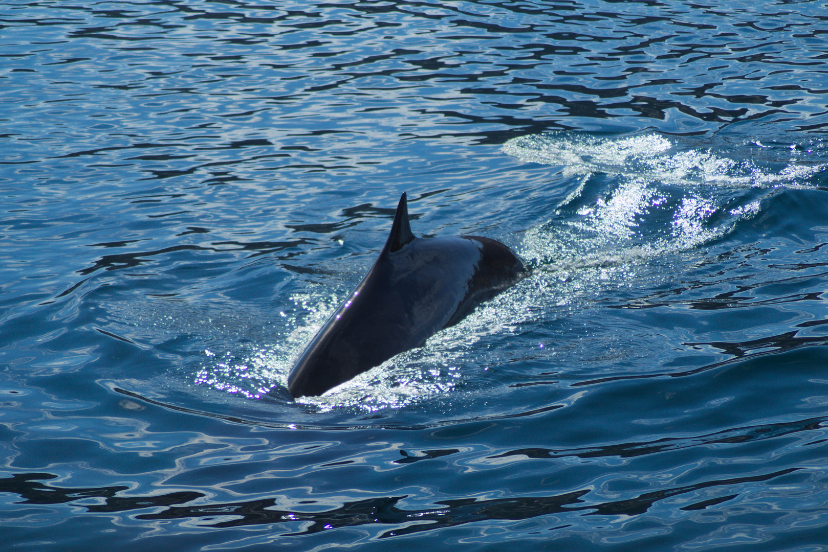 Orca Foto Bild Meer Natur Raubtiere Bilder Auf Fotocommunity