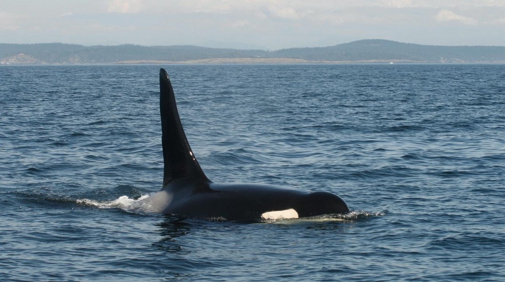 Orca