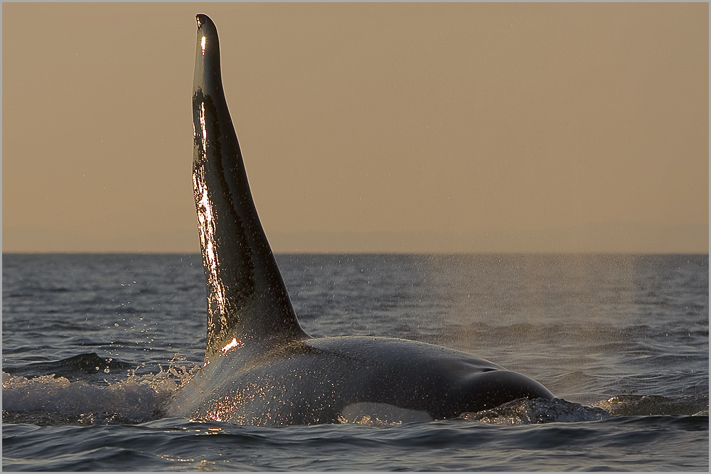 Orca von Thomas Schäffer