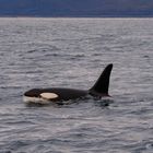 Orca