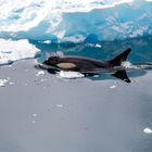 Orca