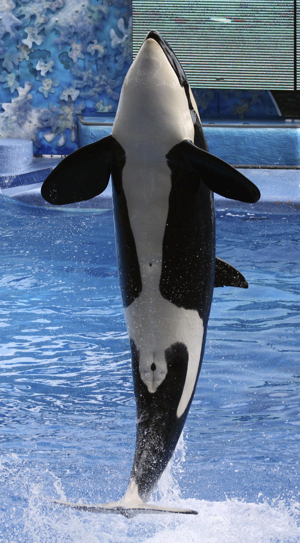 Orca Foto & Bild meer, see, neu Bilder auf