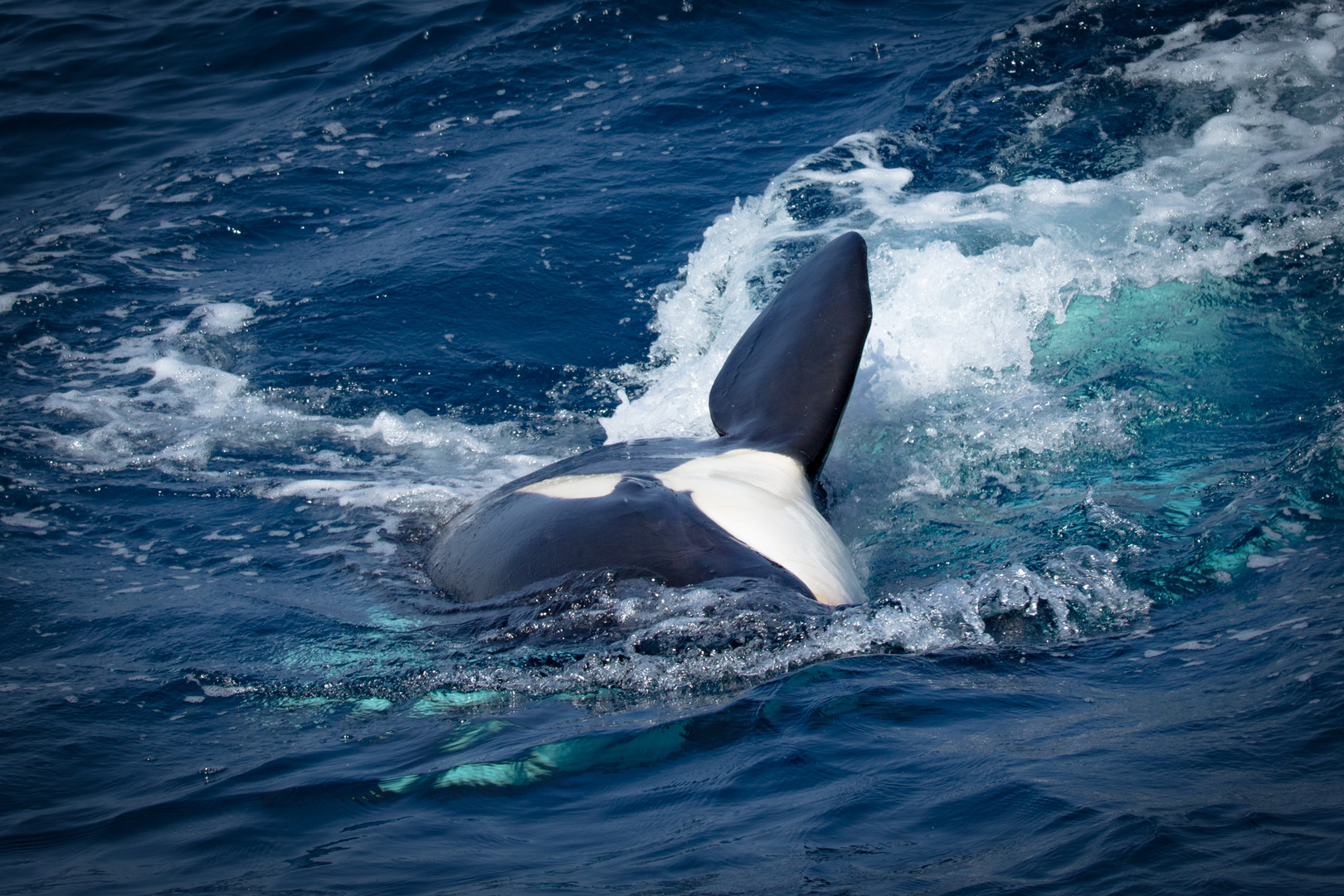 Orca Foto Bild Wasser Meer Natur Bilder Auf Fotocommunity
