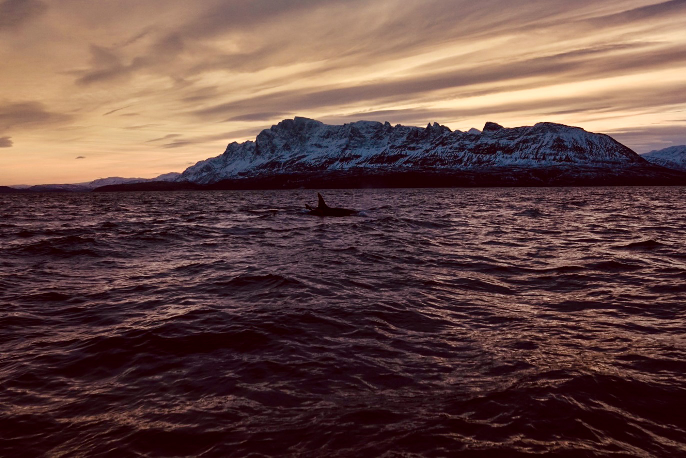 Orca Abenddämmerung 