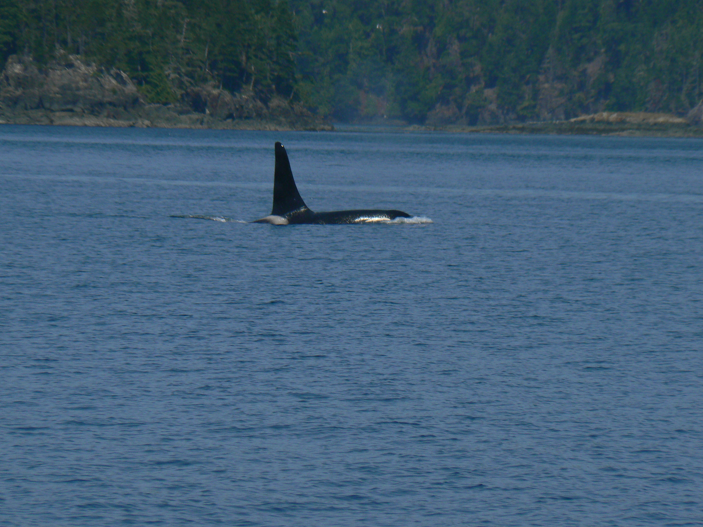 Orca an der Küste vor British Columbia