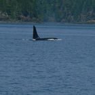 Orca an der Küste vor British Columbia