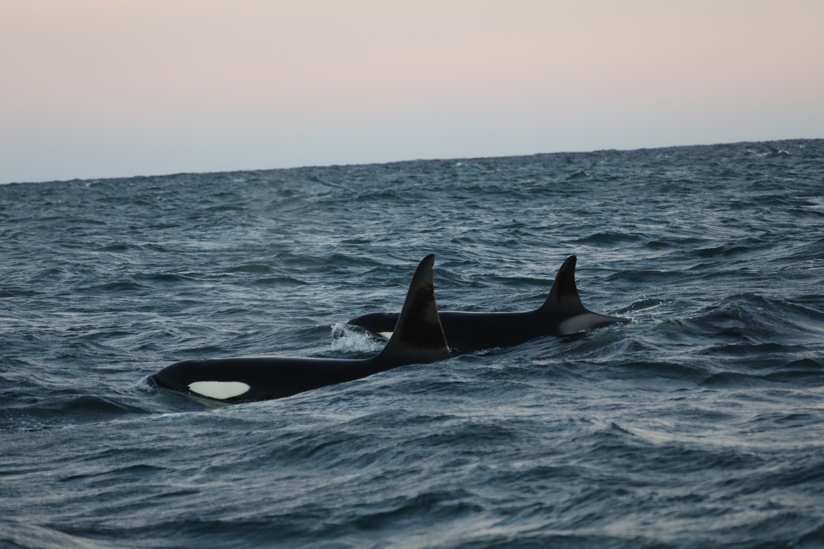 Orca Andenes 