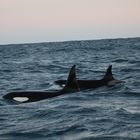 Orca Andenes 