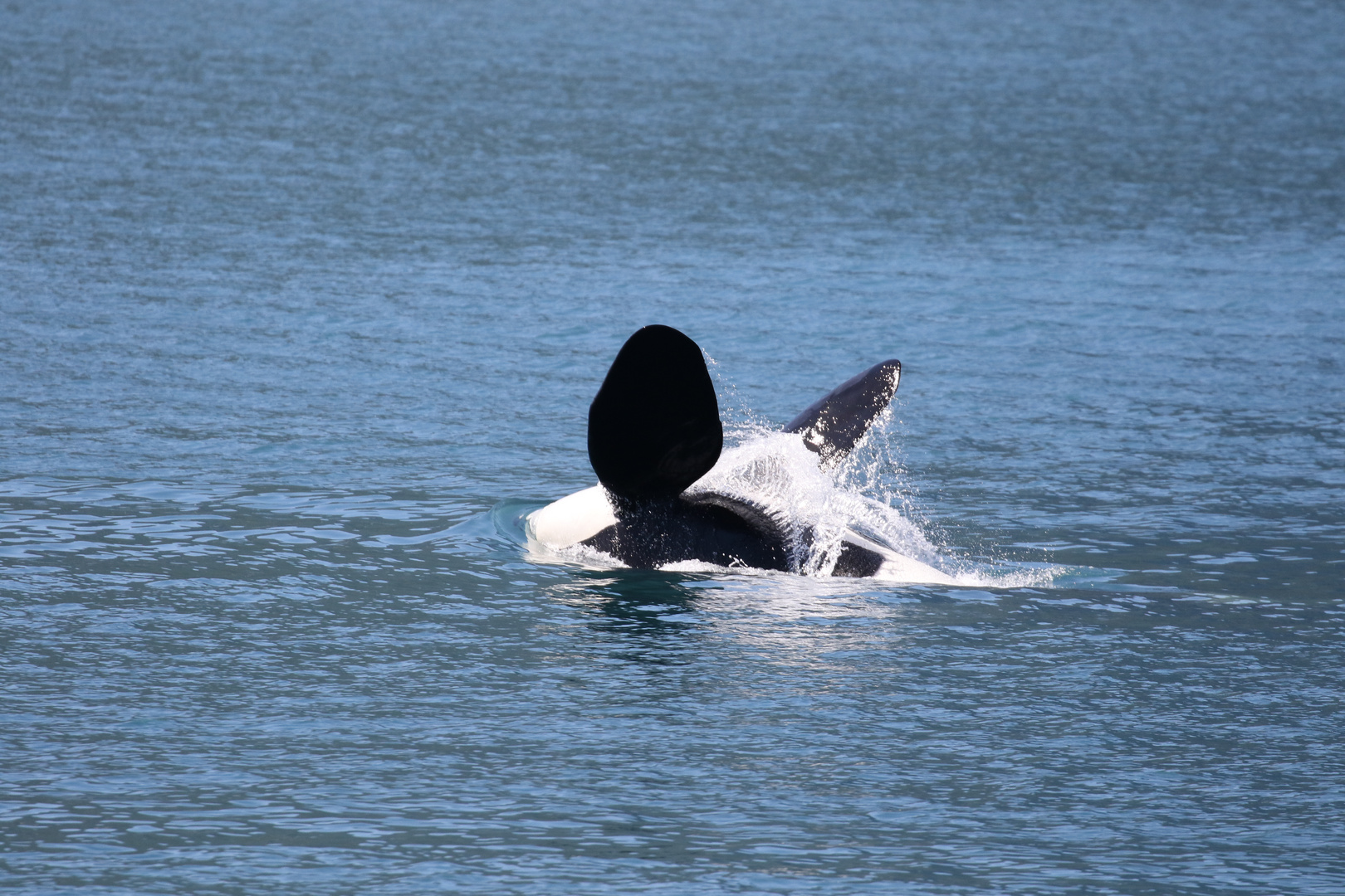 Orca Foto Bild Tiere Wildlife Wildlife Sonstige Tiere Bilder Auf Fotocommunity