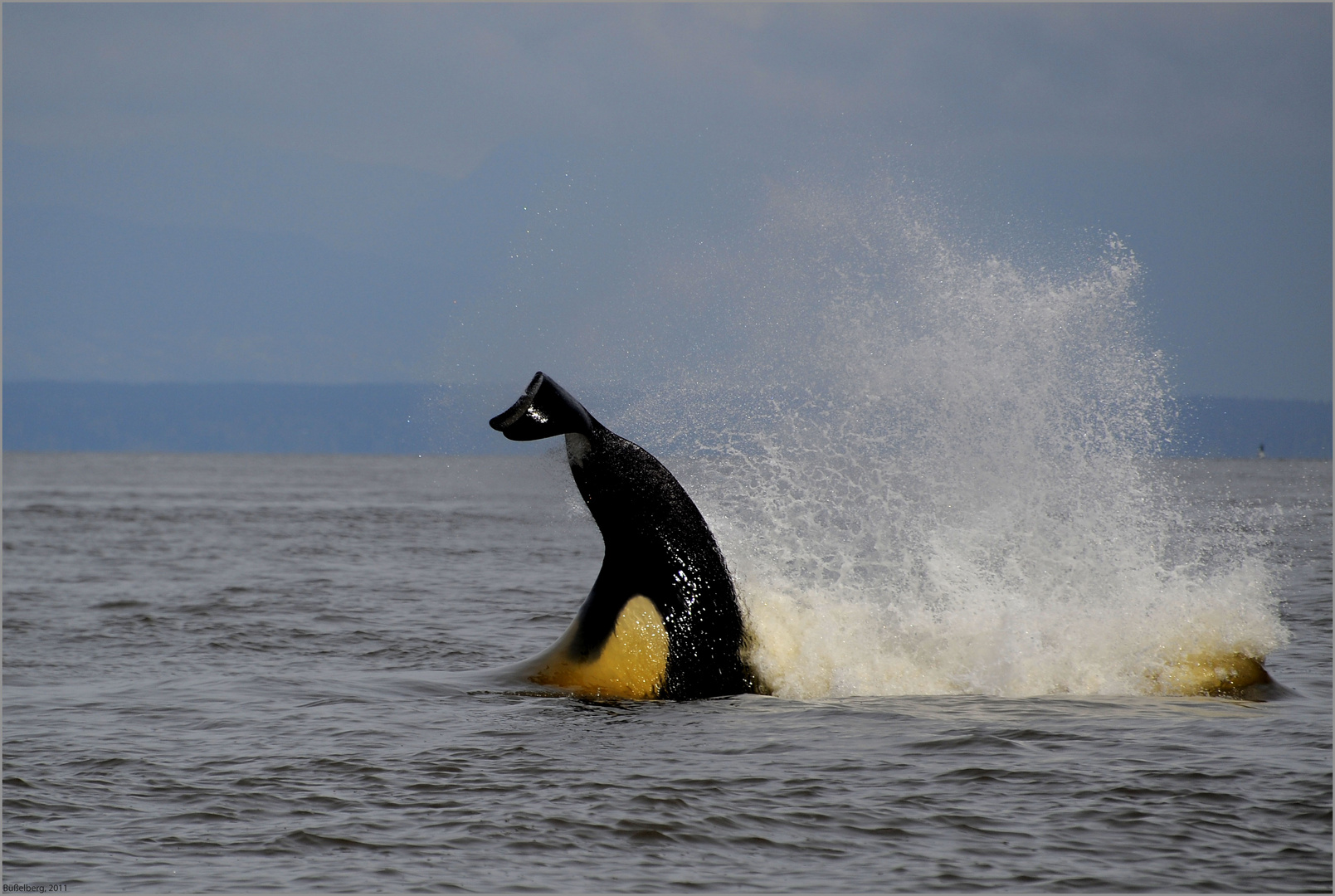 Orca bei der Jagd