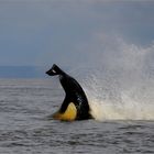 Orca bei der Jagd