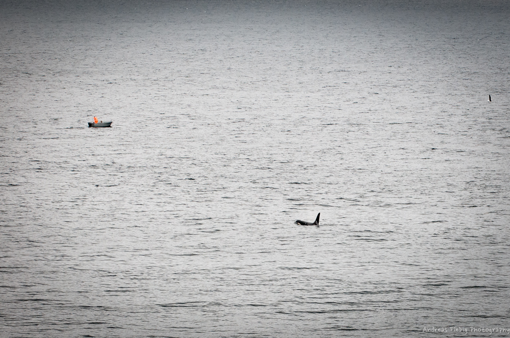 Orca bei Norwegen