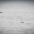 Orca bei Norwegen
