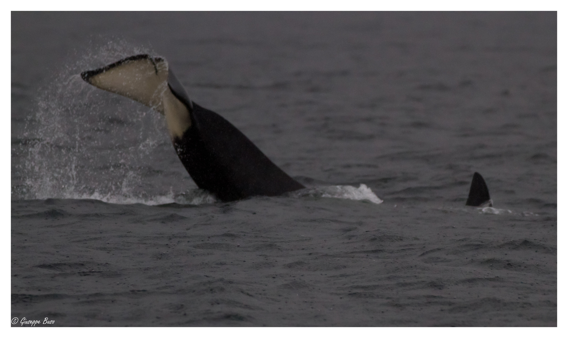 Orca beim Abtauchen