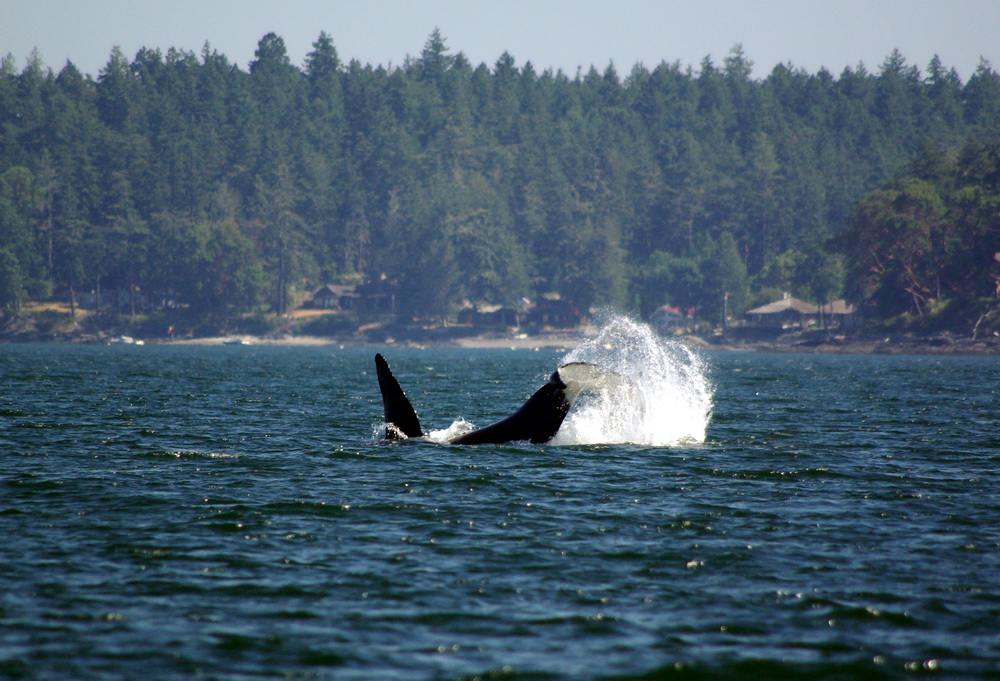 Orca beim Abtauchen