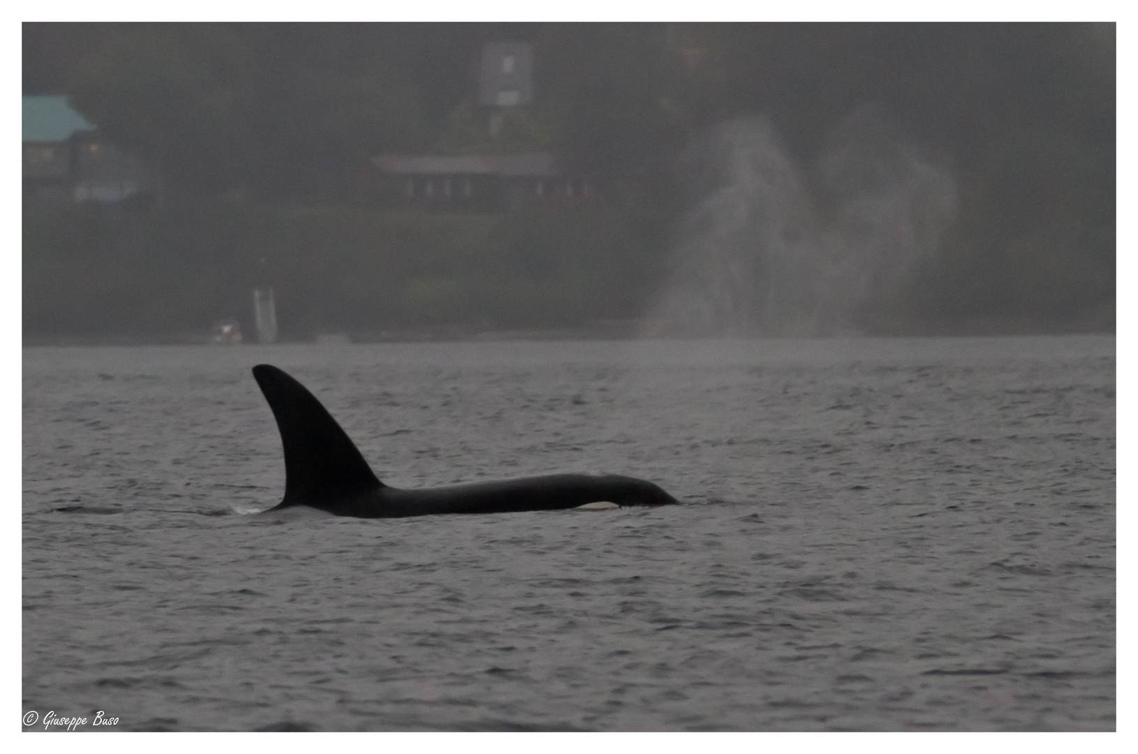 Orca beim Durchatmen