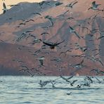 Orca-camp 10 - Fischerboot, Seeadler und...