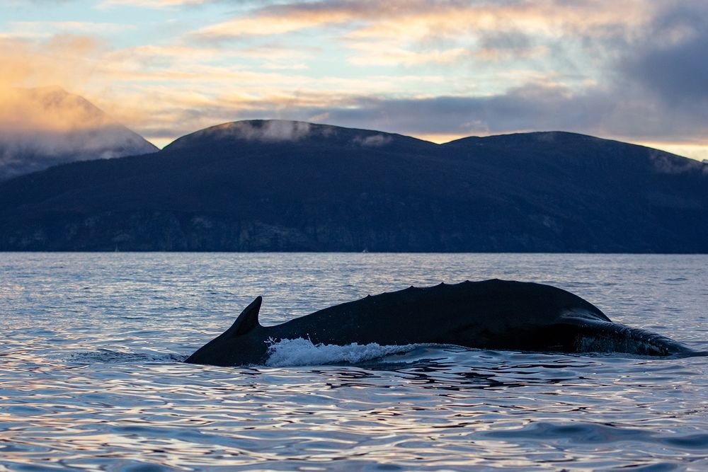 Orca-camp 14 - ein Meeresungetüm...