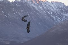 Orca-camp 15 - zwei Seeadler streiten sich..