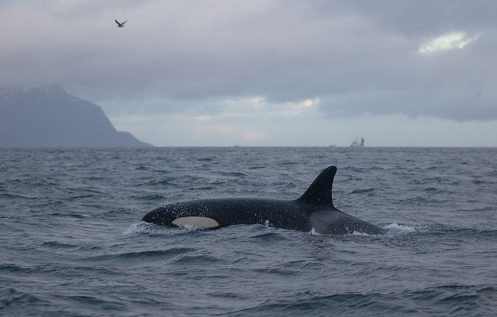 Orca-camp 16 - Regentag und Orcas...