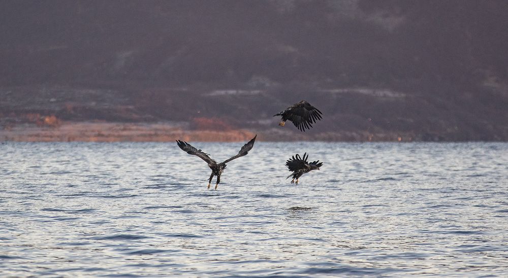 Orca-camp 17 - drei Seeadler - der Zoff geht weiter