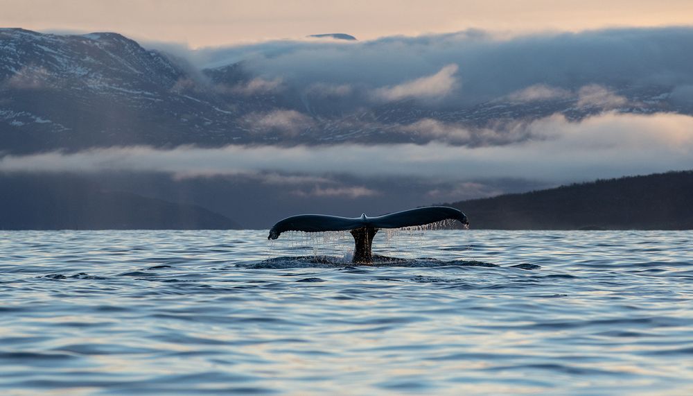 Orca-camp 21 - Buckelwal-Fluke vor abendlicher Kulisse