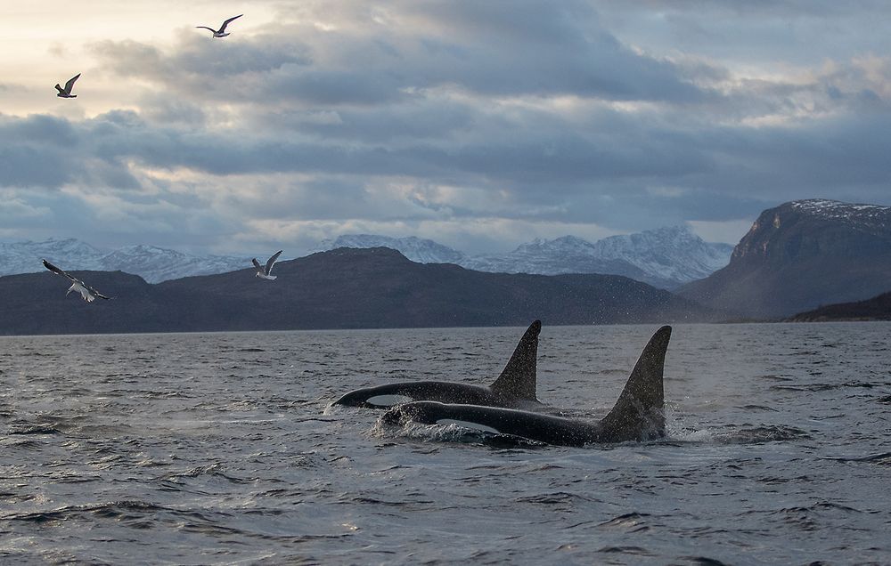 Orca-Camp - 3 Orcas im Fjord