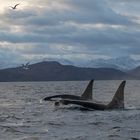 Orca-Camp - 3 Orcas im Fjord