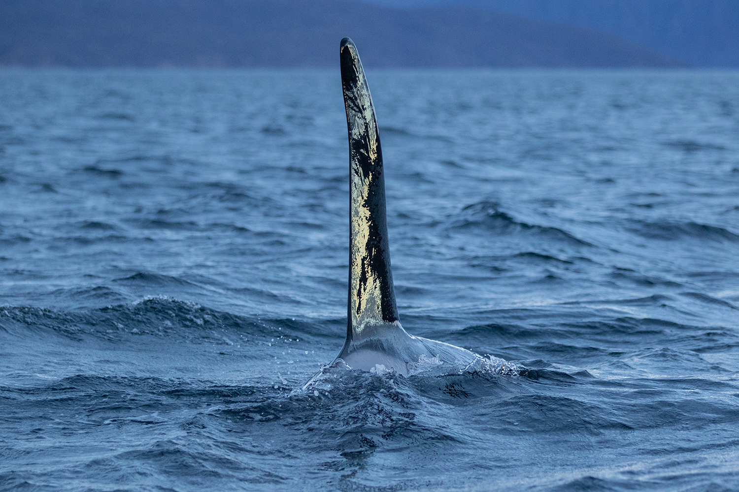 Orca-camp 6 - ein mächtiger Orca gleitet....