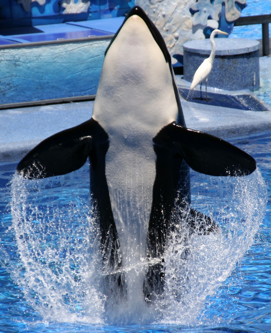 Orca Dance