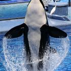 Orca Dance