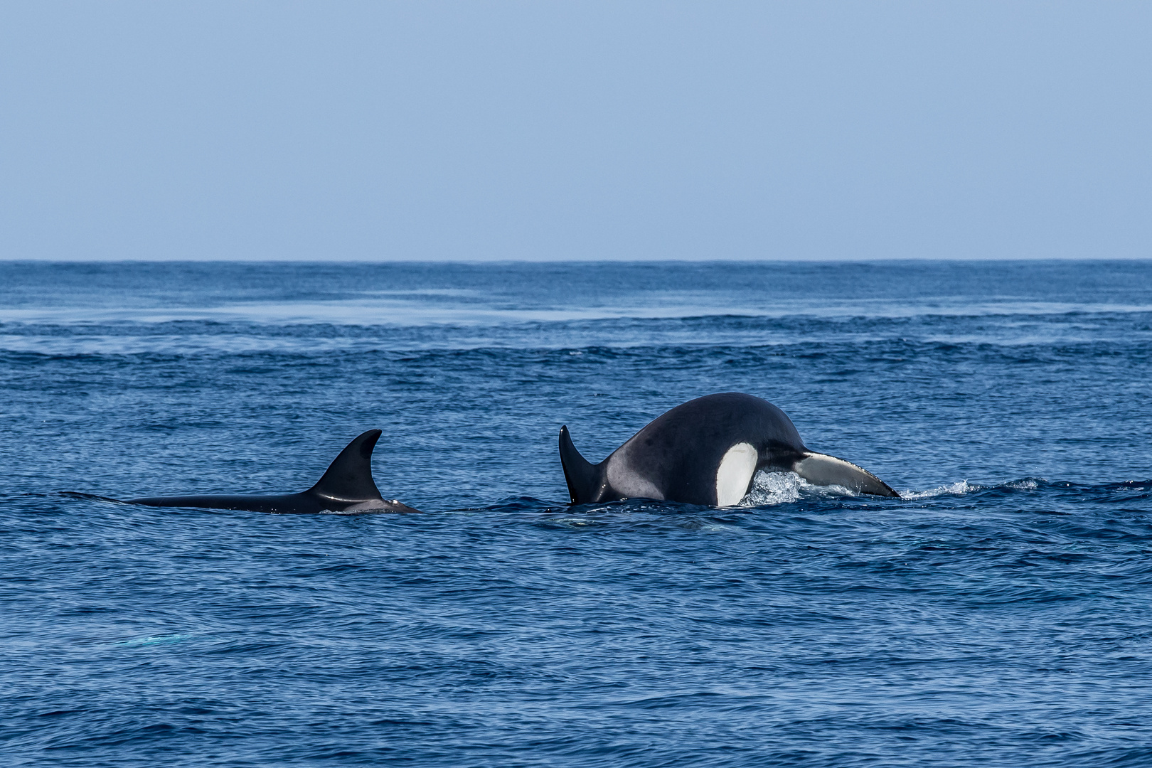 Orca Duo