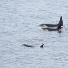 Orca Familie