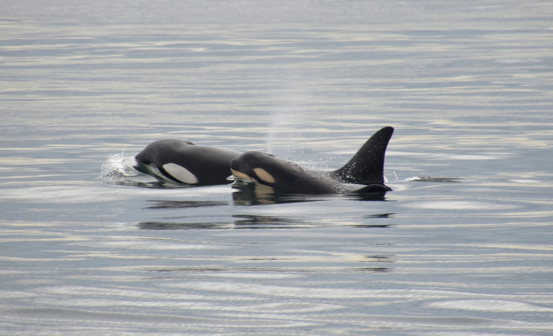 Orca-Familie vor Vancouver Island