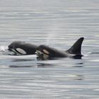 Orca-Familie vor Vancouver Island