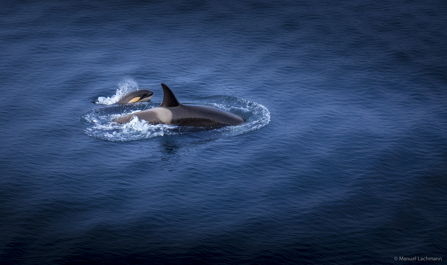 Orca-Family auf der Durchreise