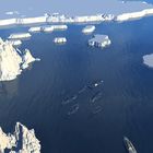 Orca-Herde in der Arktis