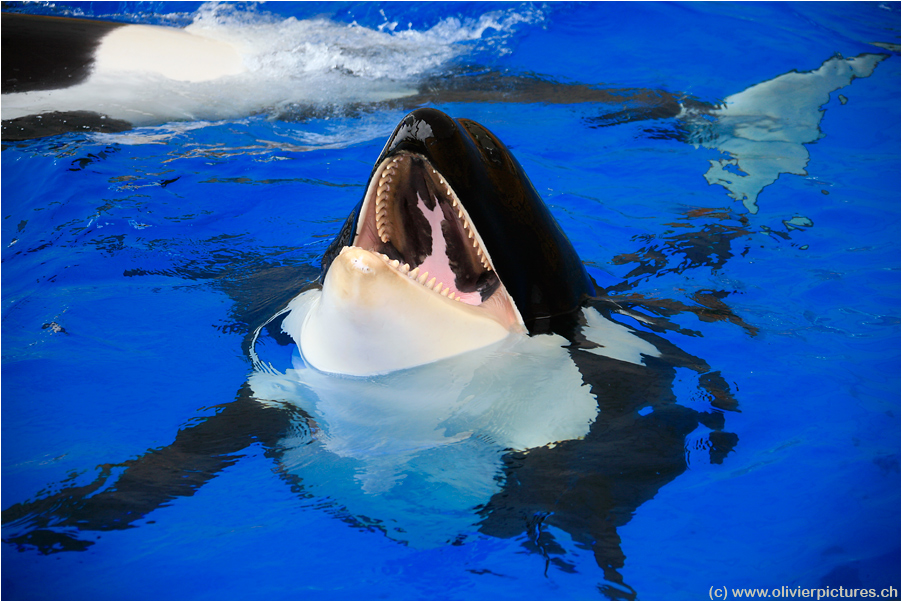 Orca im Loro Park Foto & Bild tiere, zoo, wildpark & falknerei